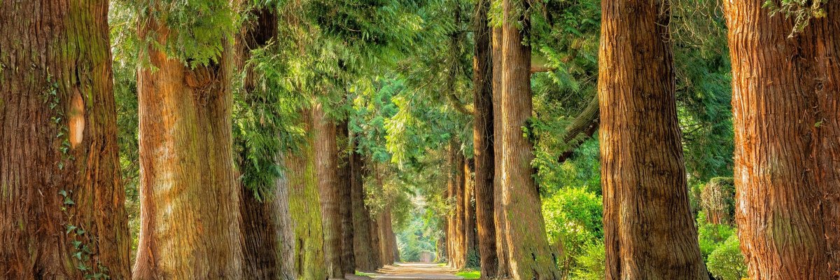 Auf dem Bild ist in der Mitte ein Weg zusehen, entlang des Weges stehen viele Bäume. 