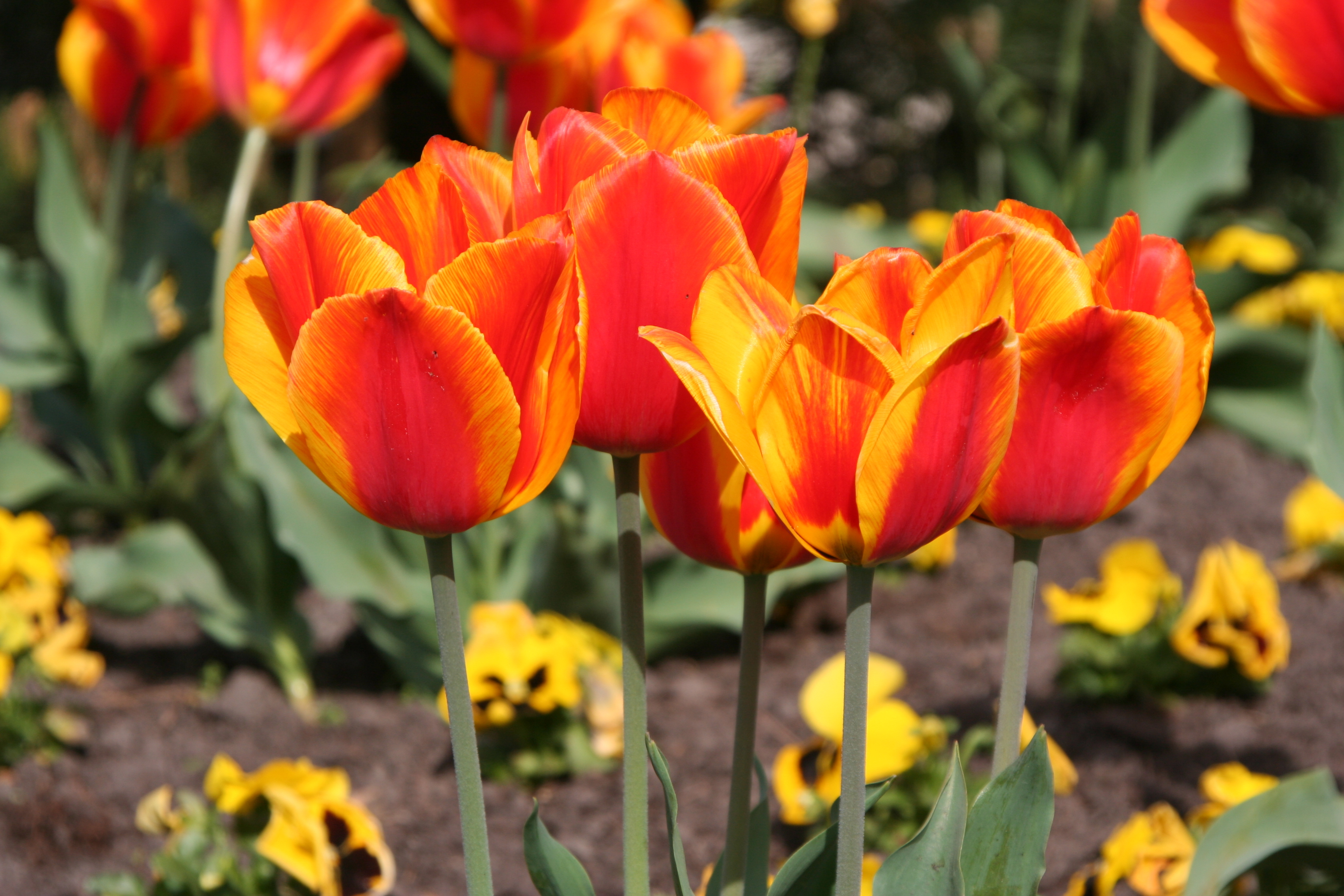 Tulpen Auf dem Foto sind gelb-orange farbene Tulpen zu erkennen.