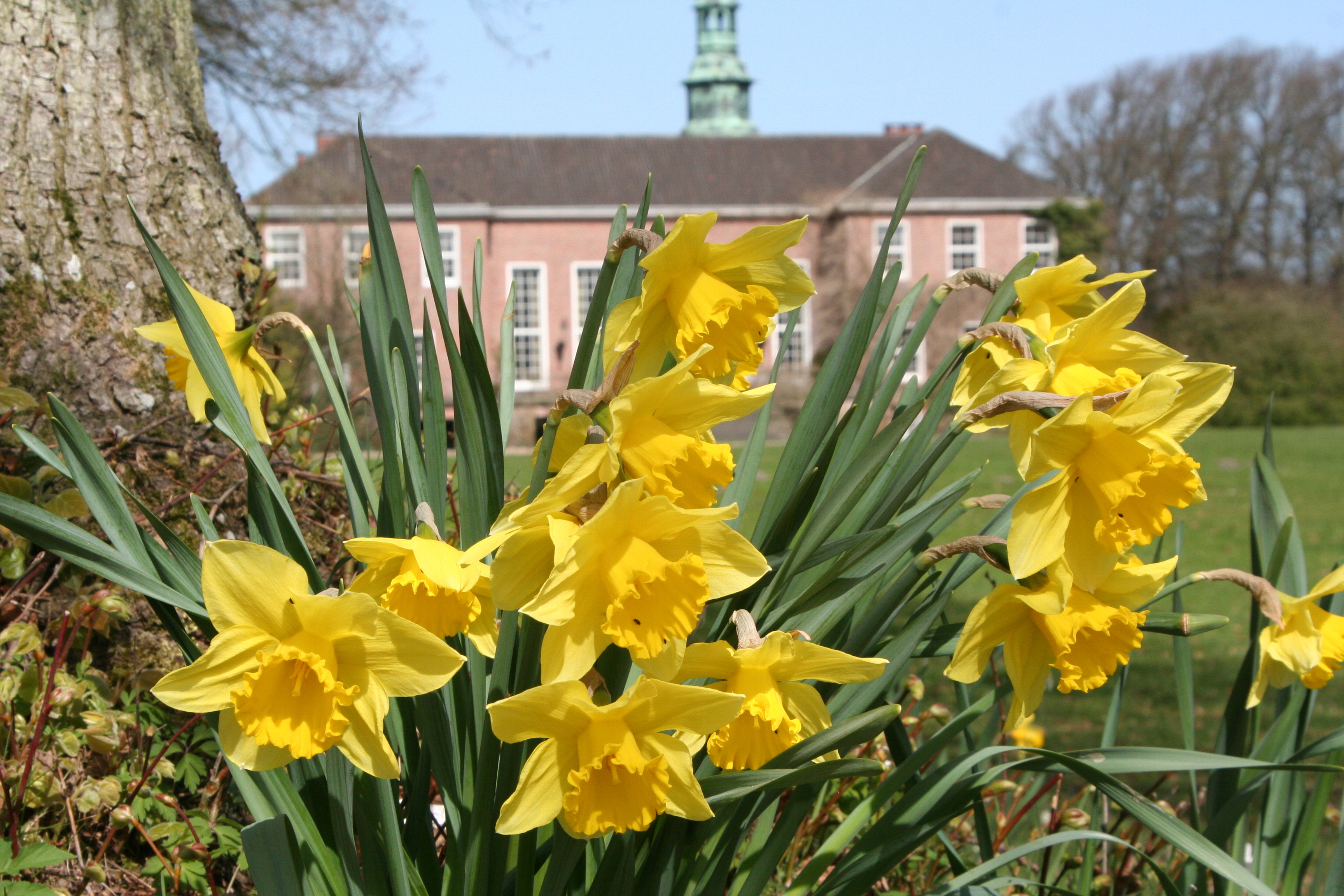 Osterglocken im Schlossgarten Auf dem Foto ist eine blühende Osterglocke im Schlossgarten Lütetsburg zu sehen. Im Hintergrund verbirgt sich das Schloss Lütetsburg.