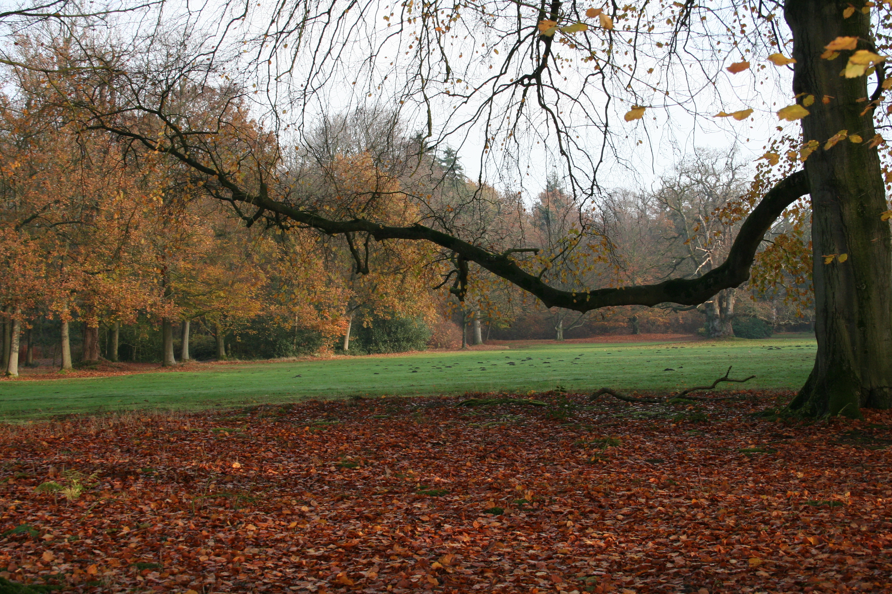 Herbstwald Auf dem Foto ist eine schöne Herbstlandschaft mit mehreren Bäumen im Hintergrund und einem Baum im Vordergrund zu sehen. Auf dem Boden liegen Blätter in der Herbstfärbung braun/rot. An den Bäumen ist ebenfalls Laub in den Farben rot und braun zu erkennen.