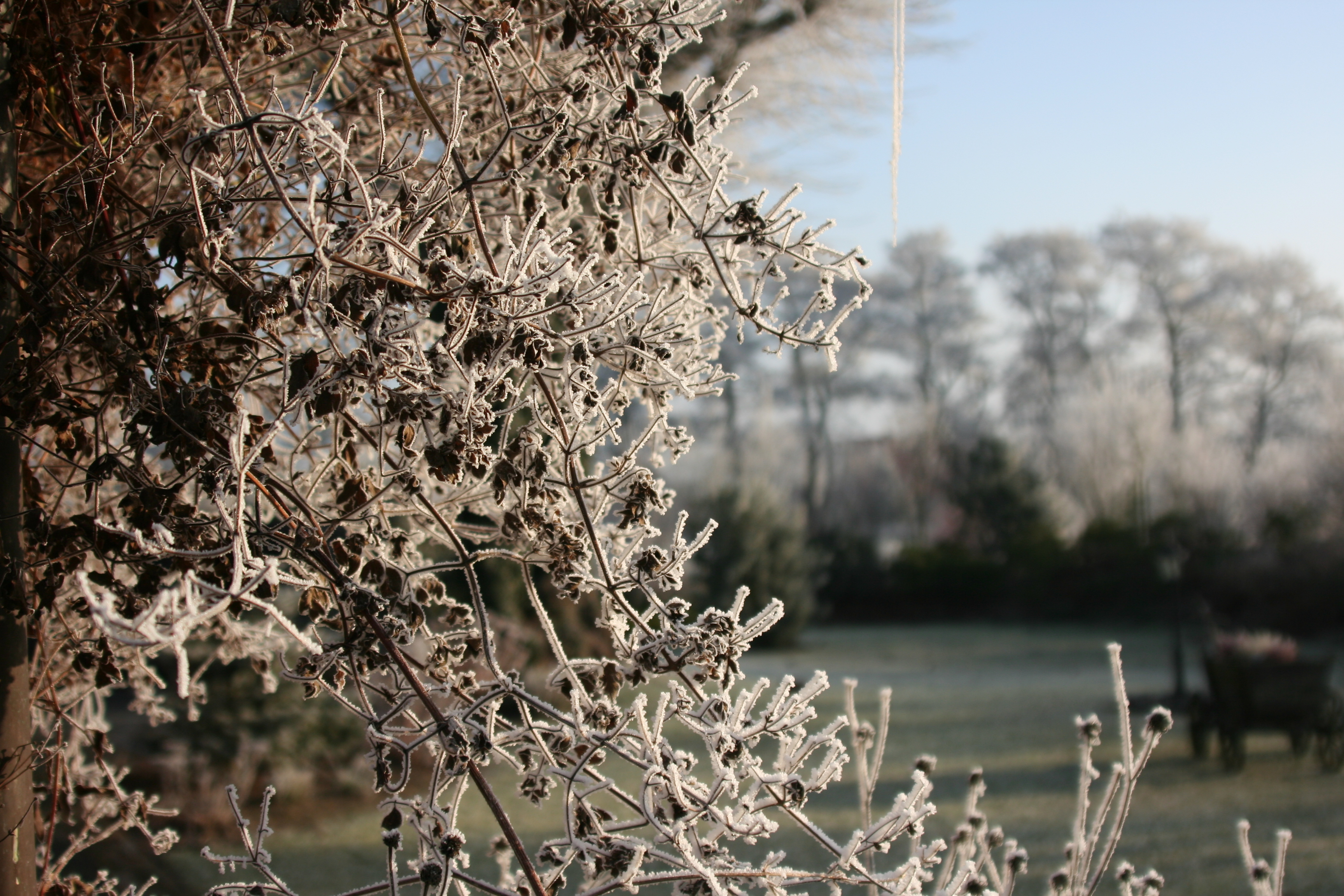 Im Hintergrund sind Bäume verschwommen zu erkennen. Im Vordergrund ist sind die von Eis bedeckten Äste eines Baumes zu erkennen.