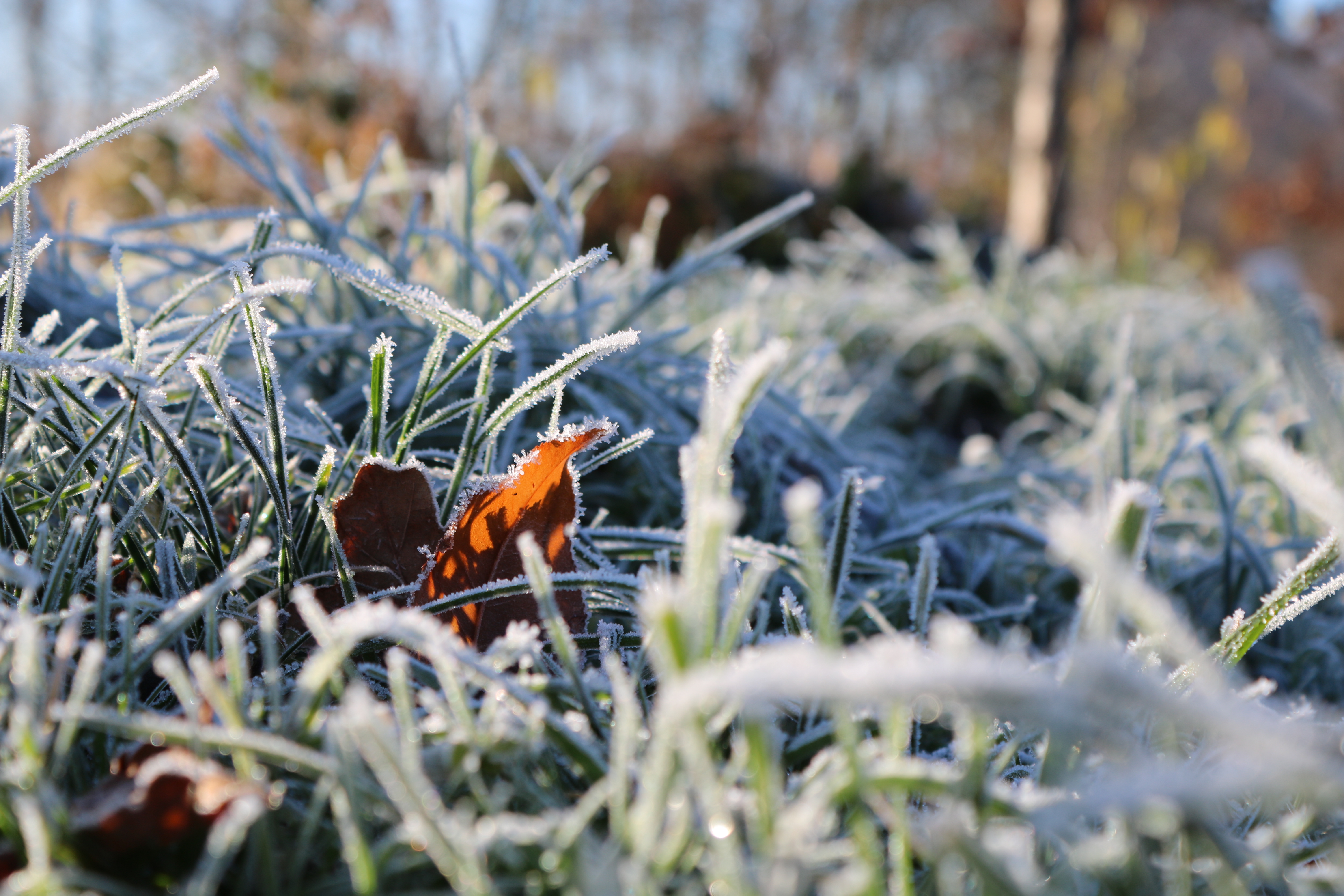 Der Bildfokus liegt auf dem von Eis bedeckten Gras. Im Hintergrund sind verschwommen einige Bäume zu erkennen.