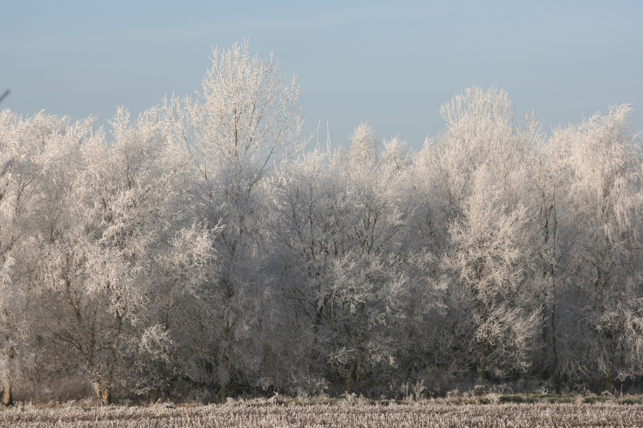 Auf dem Foto sind mehrere von Eis bedeckte Bäume beim klaren Sonnenschein zu erkennen.